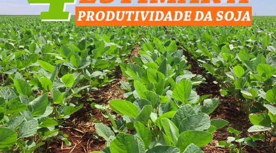 4_passos_para_estimar_a_produtividade_da_soja_copiar